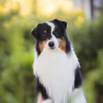 Leadpoint Australian Shepherds