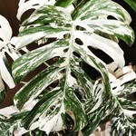 colorfulrosette.com