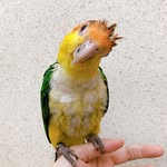 cubicandivory
