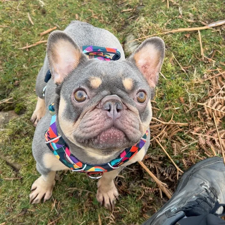 Olive the Frenchie