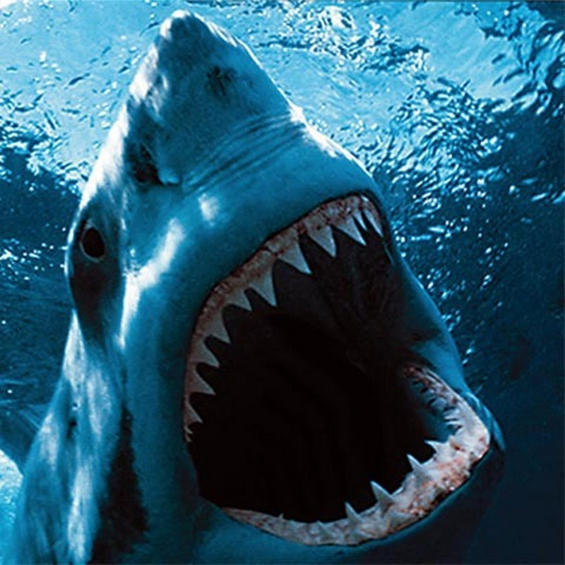 KingGreatWhiteShark
