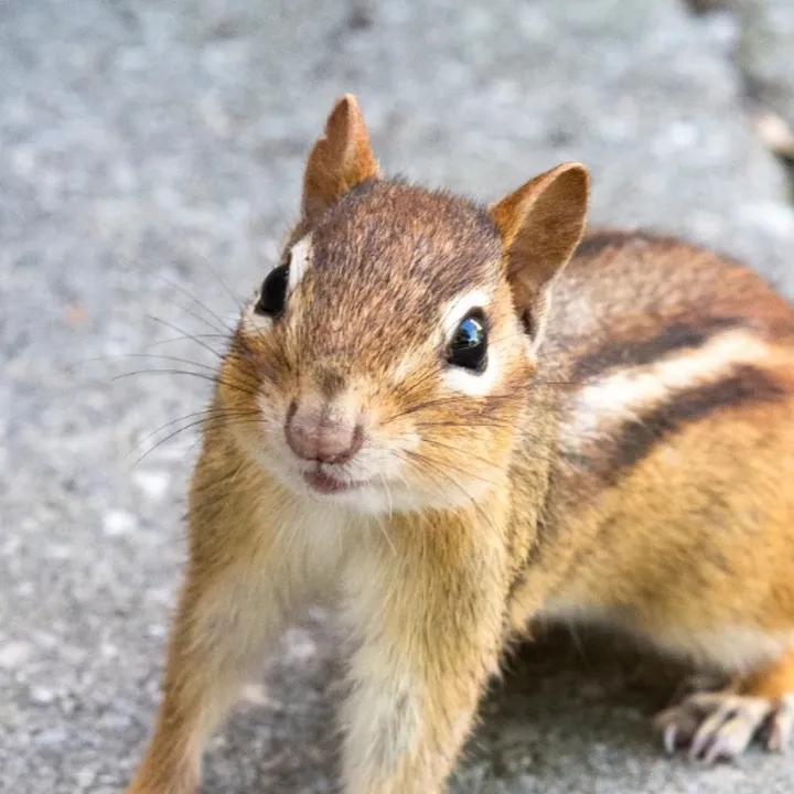nutmeg_the_chipmunk
