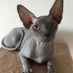 Zira the Sphynx 🐾