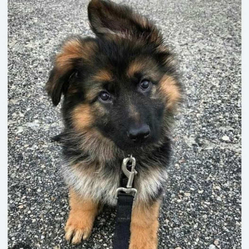 Furry@ Tyson 