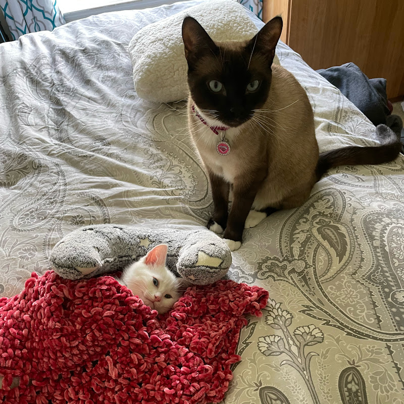 Zena and zayn travels