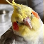 Saquito de plumas | Enriquecimiento para aves