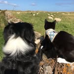 Bede the Bordercollie 🐾