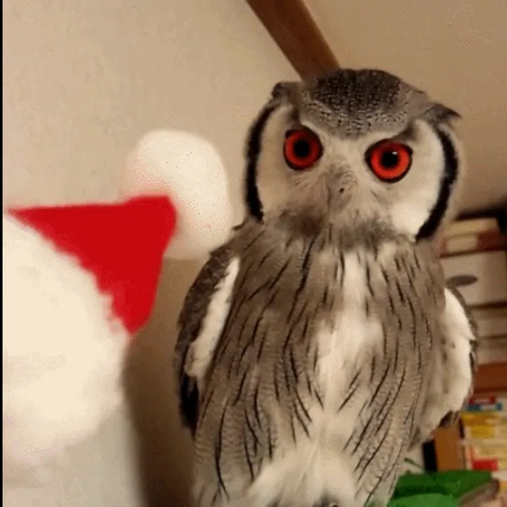*＊✿❀ 𝑇𝑒𝑑𝑑𝑖𝑒 🦉