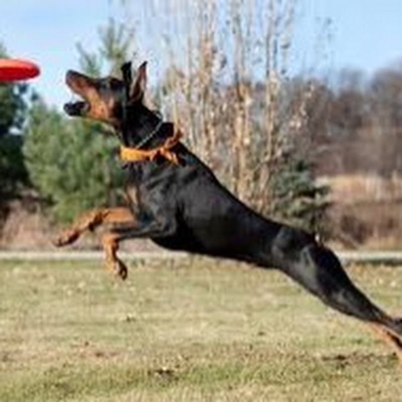 The Doberman Perspective
