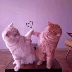 cute|cat|kitties ♥️