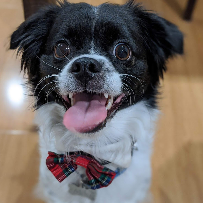 Milo Albert