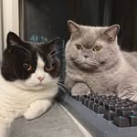 The secret life of kubi & piku