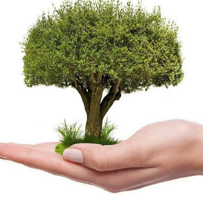 A Tree Every day قناة محمد حامد الزراعيه