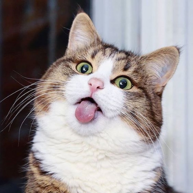 Cat jokes