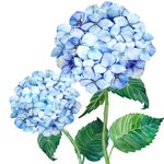 Kylie | Hydrangea Lane Home