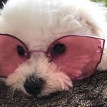Drama the Bichon Frise 🚺