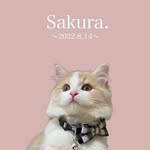 sakura!!
