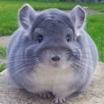 Chinchilla