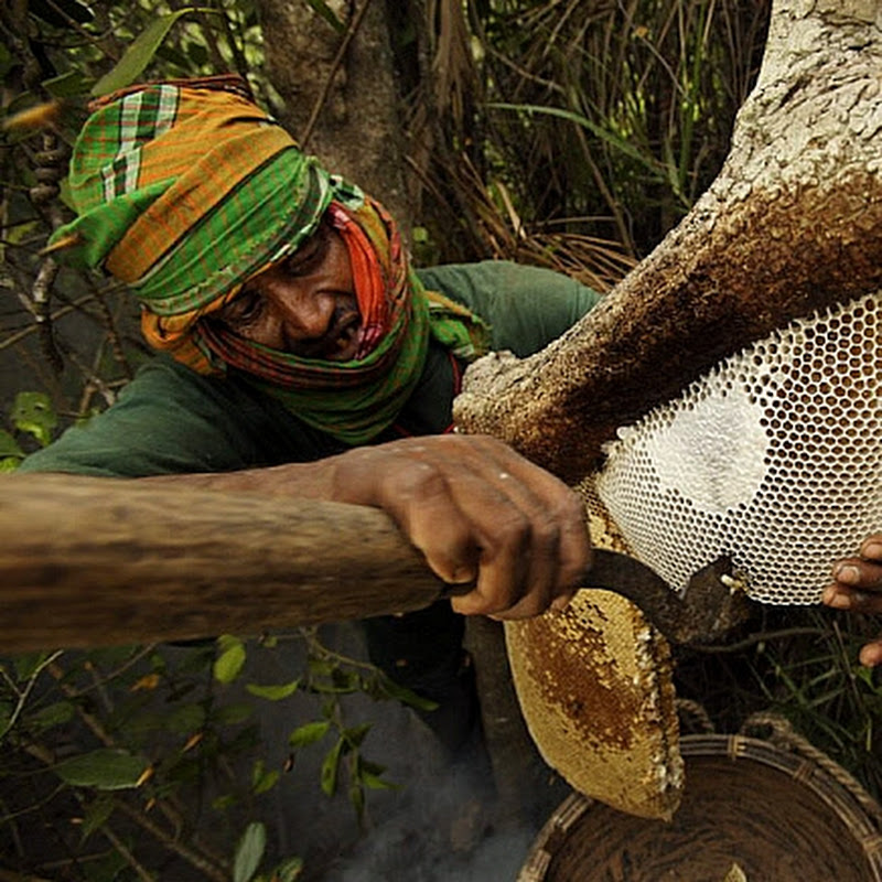 Honey Adventure