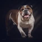 🅻🅴🆆🅸🆂 🅸🆂 🅽🅾🆃 🅰 🅳🅾🅶