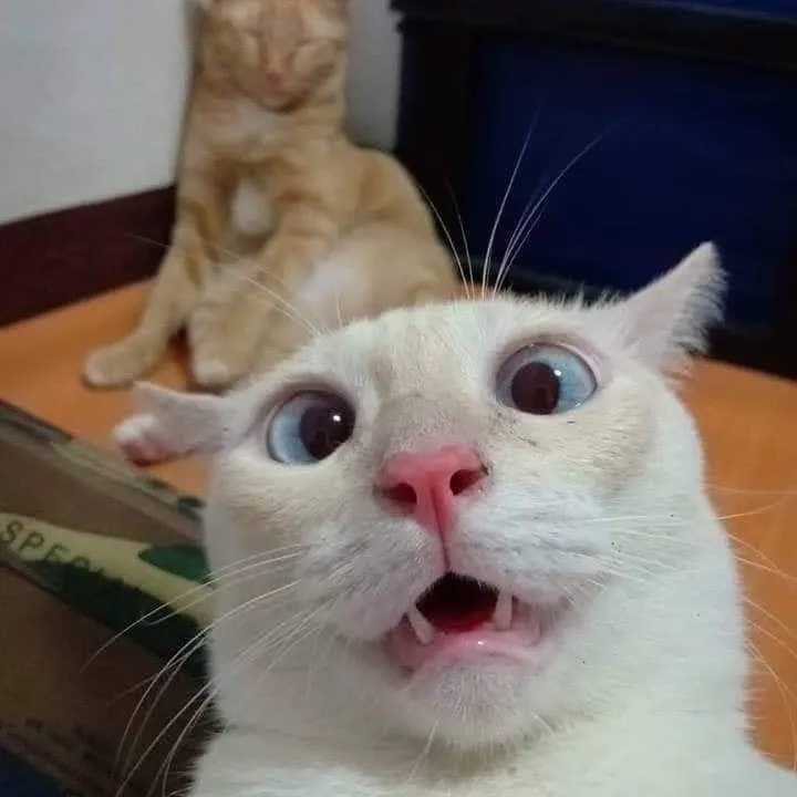 25 eƙoɾ ოɑʝꪱᜒɕɑ𝗍 ᵕ̈