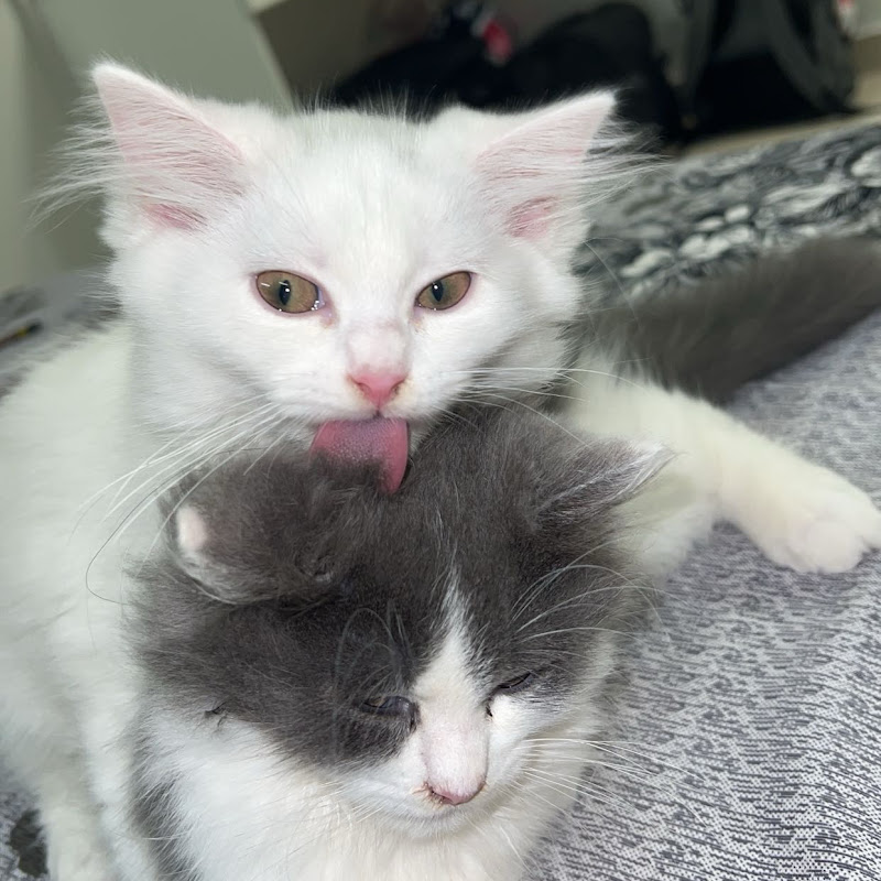  pet mainaa
