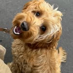 Yoshi The Labradoodle