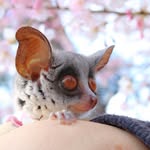 galago_plum ショウガラゴのプラム