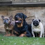 Naomi & Marnie, Petey, Luther ♥️