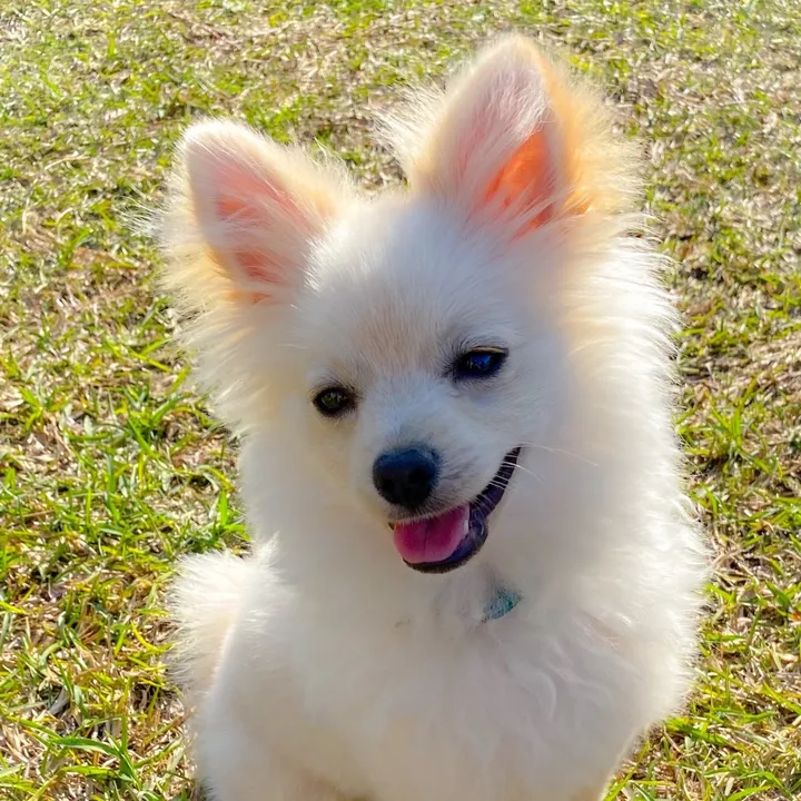 Atlas the Adventure Pup