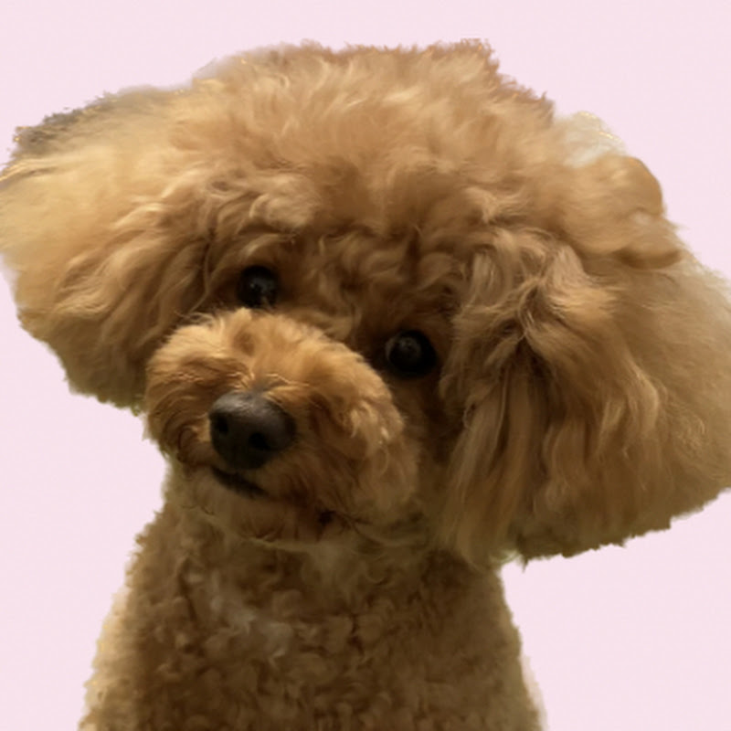 ベルのYouTube