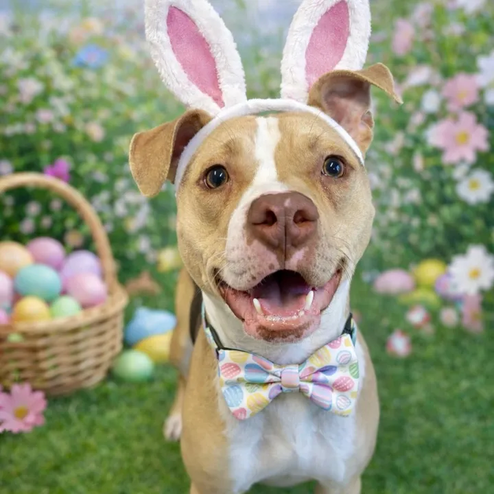 Broome County Humane Society