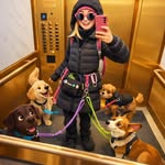 The Cookie Club Dog Walking