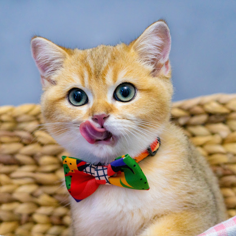 猫顿庄园 MaoDunCatAlley