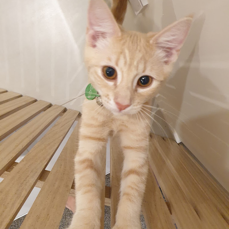 ourcatlouie