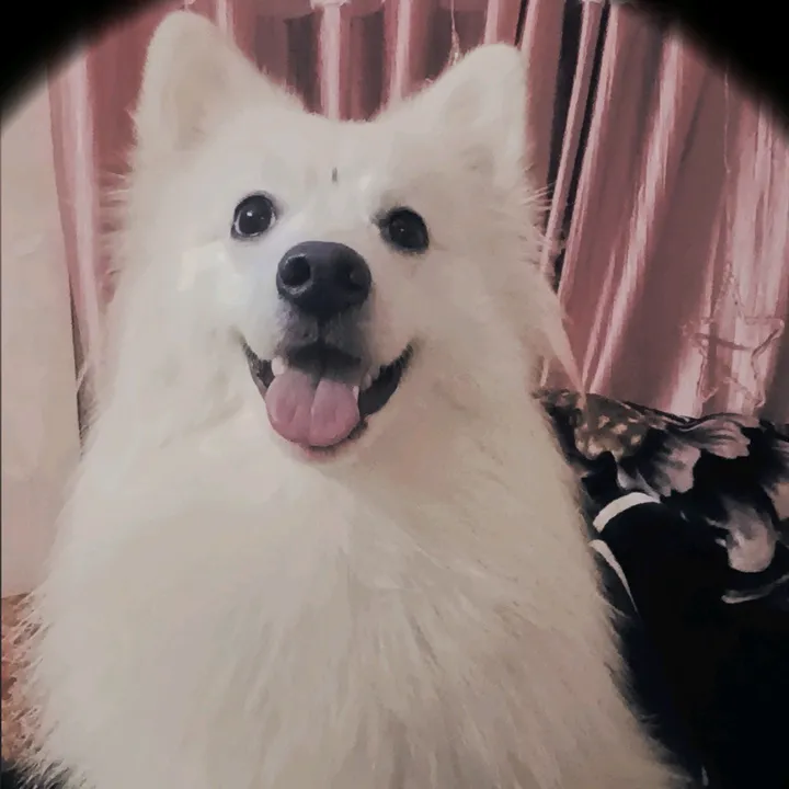 🐕জেঁমীঁরঁ🐾আঁম্মু❤️আঁরোঁহীঁ❤️