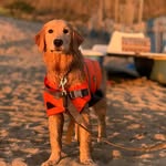 EllieTheGoldenGirl