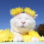Shiro Neko
