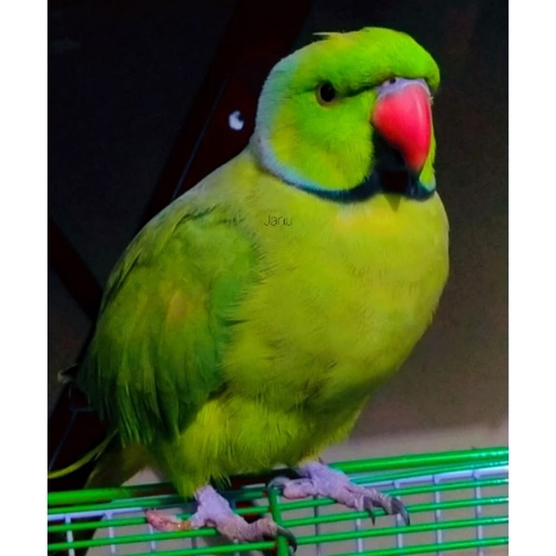 Najo & Talking parrots 