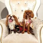 🐶薯片 ＆ 薯蓉🐶