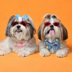 J’adore & June | Life With Two ShihTzus