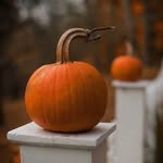Halloween & Fall 👻🍂