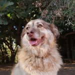 Navarino Pet Community