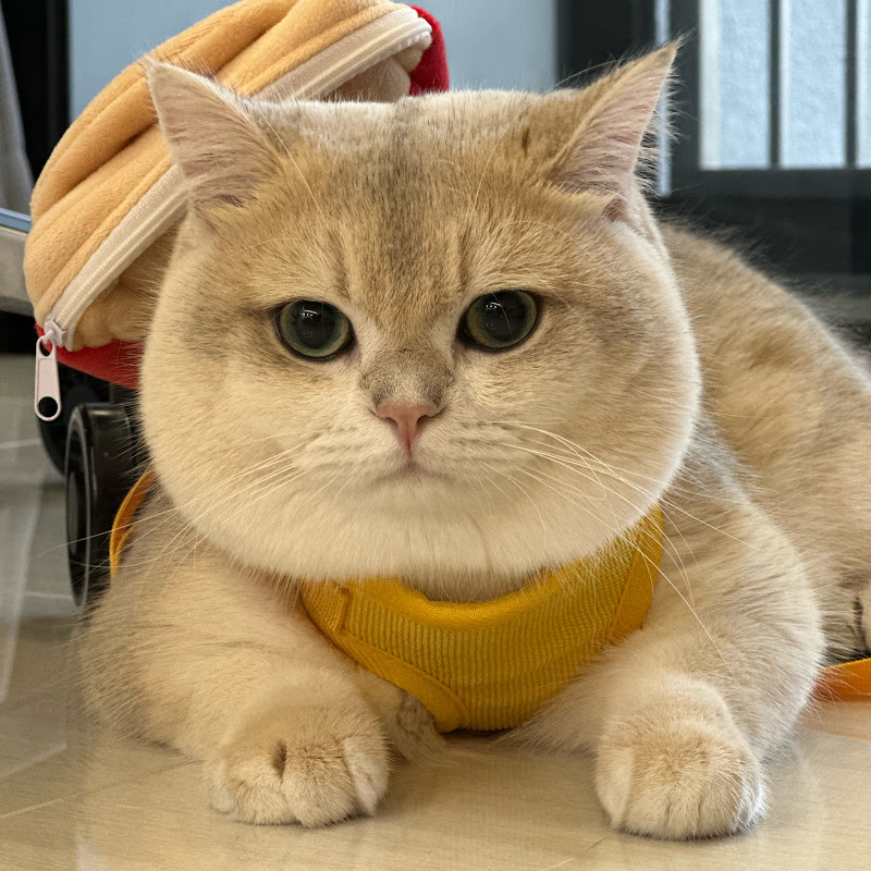 PurrfectlyBritish🐱