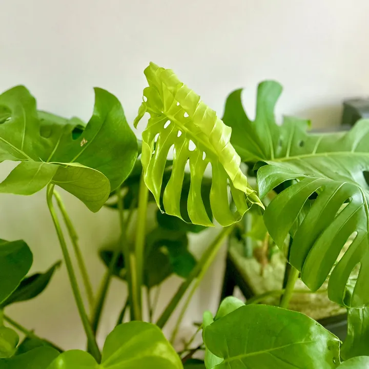 plants.hacks.n.beyond