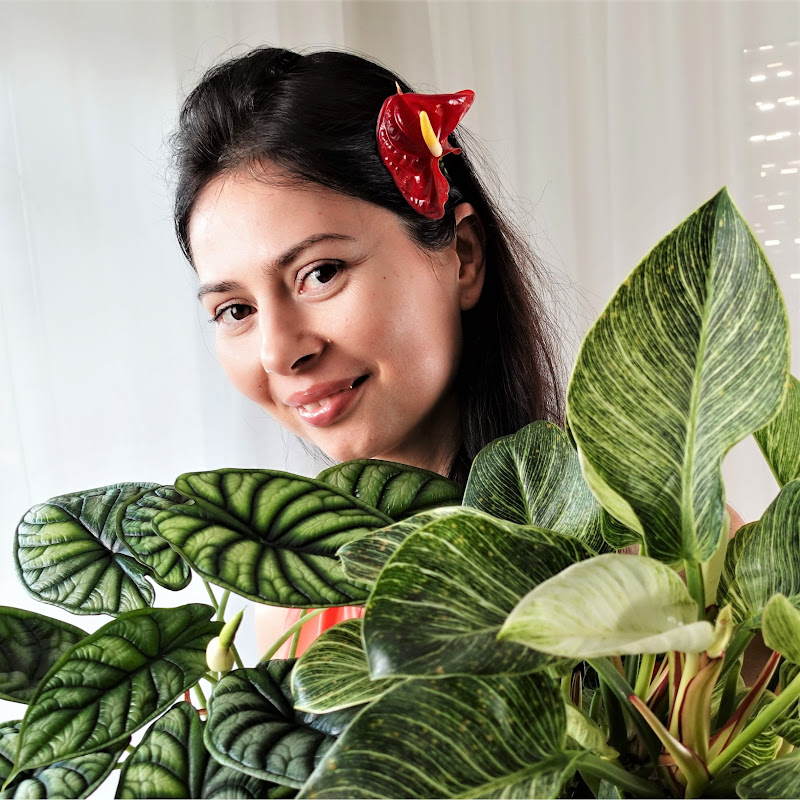 Plant Nest - Cultivating Indoor Jungle Dreams
