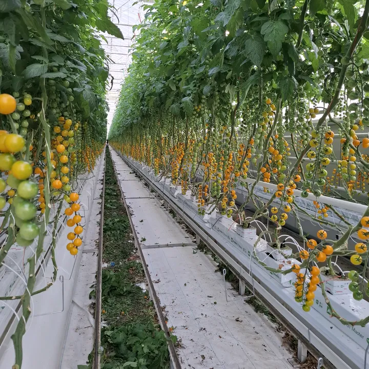 Tomaten Pomidory Zorbau Praca