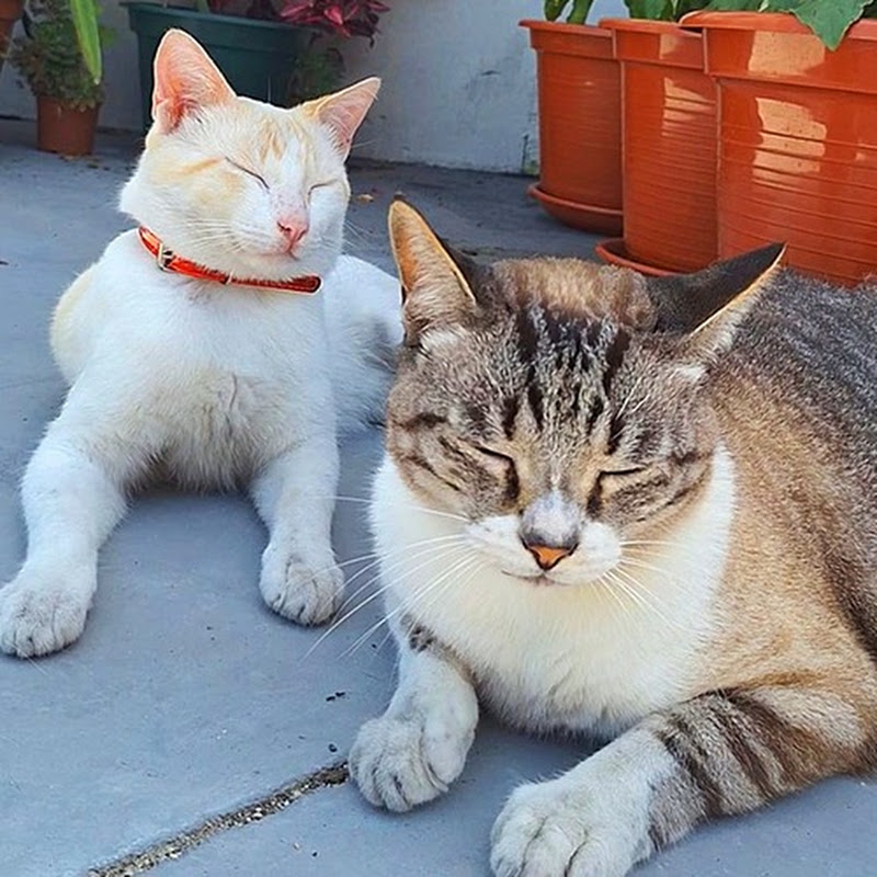 Nico & Indio
