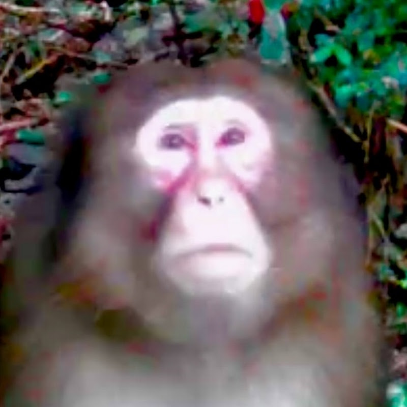 Deer&Monkey(猪鹿猿)