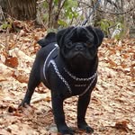 brucethepug20
